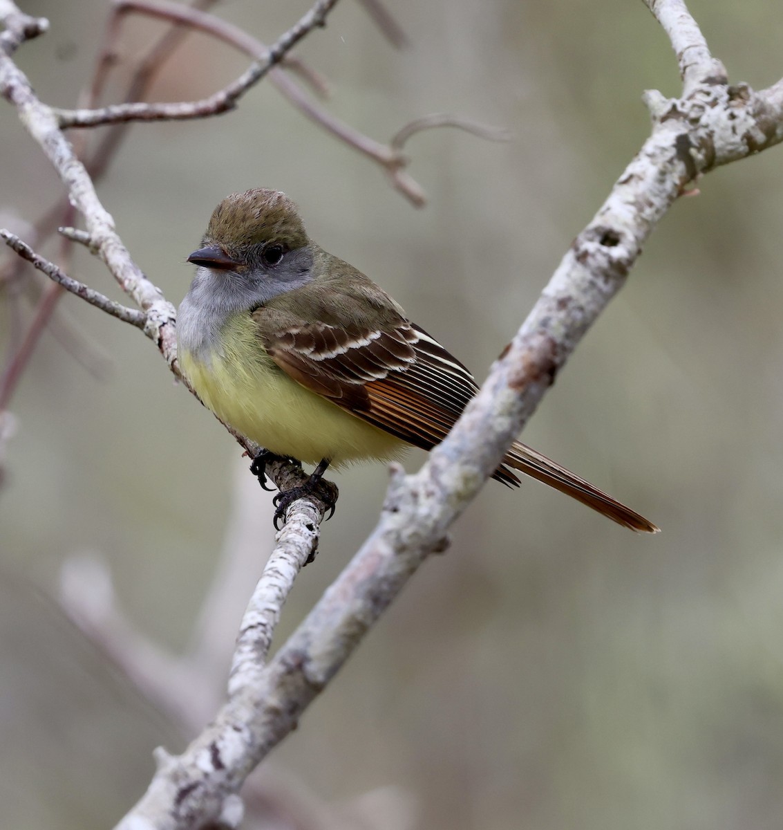 Great Crested Flycatcher - ML619184745