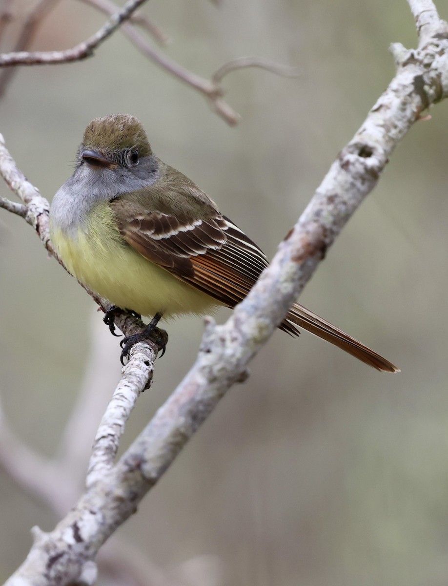 Great Crested Flycatcher - ML619184746