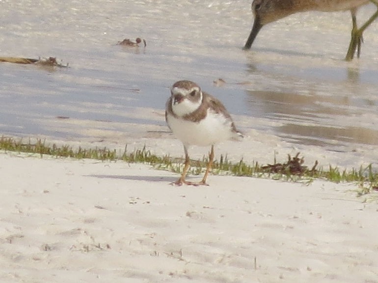 Semipalmated Plover - ML619184770
