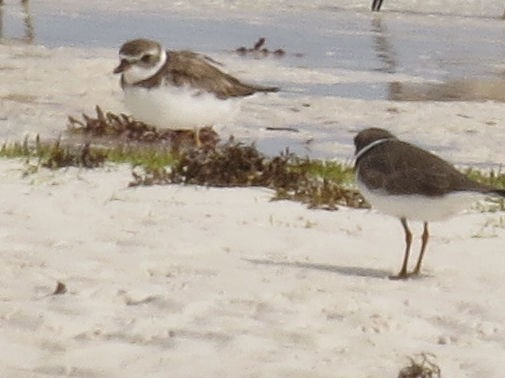 Semipalmated Plover - ML619184771