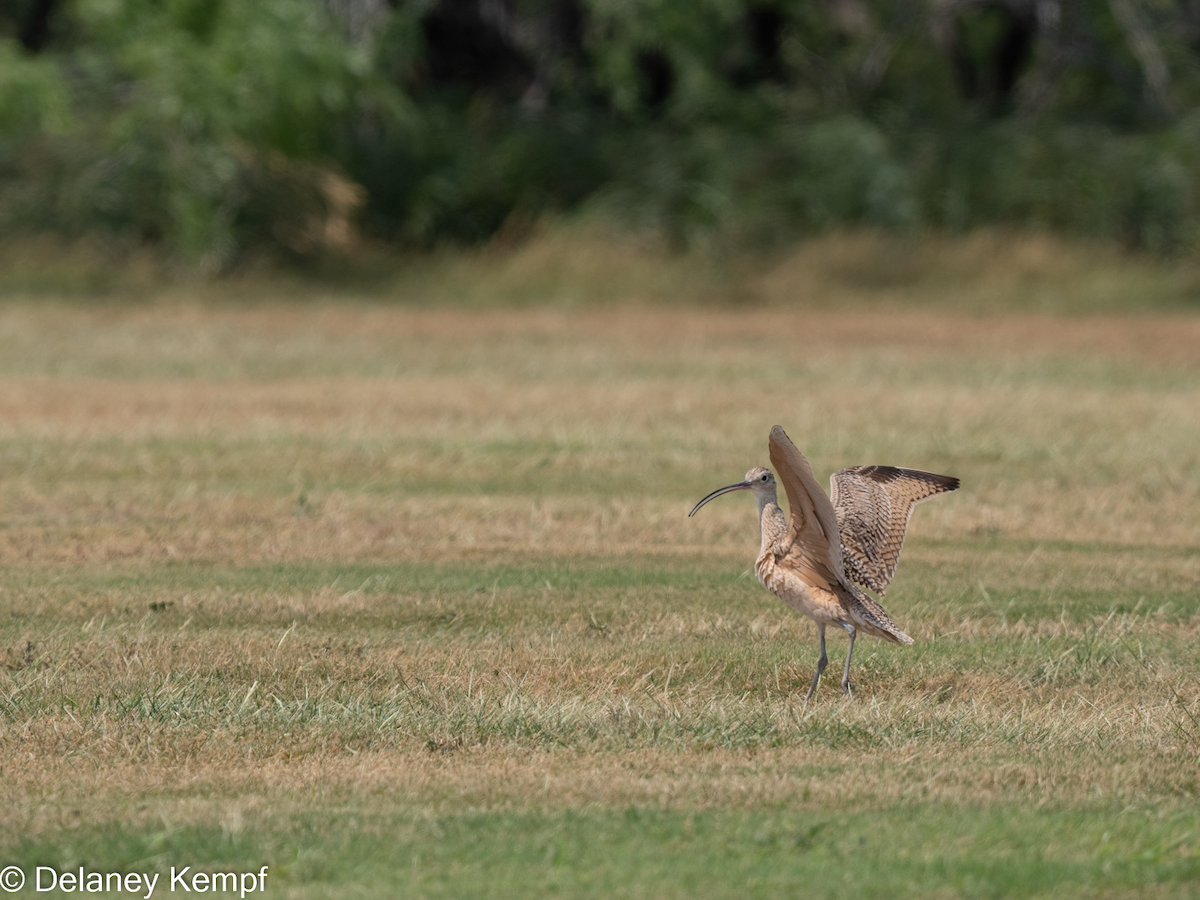 Long-billed Curlew - ML619184783