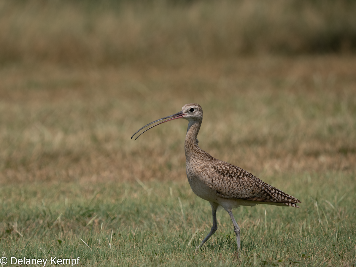 Long-billed Curlew - ML619184784