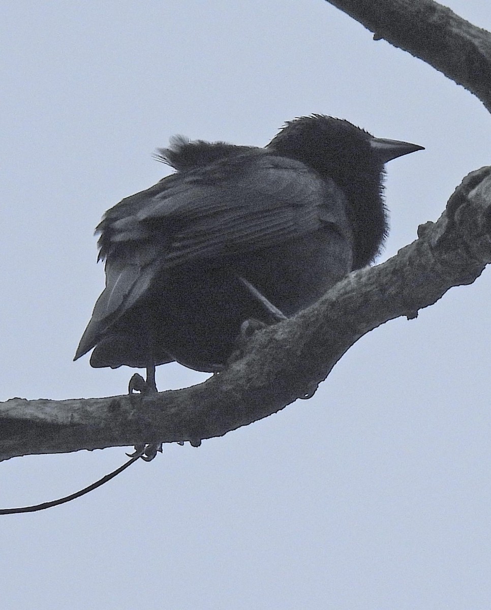 Chopi Blackbird - ML619184871