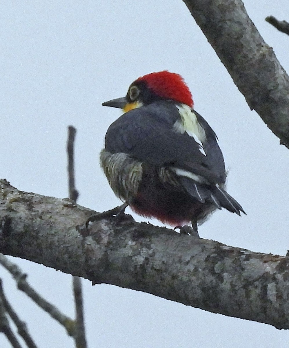 Yellow-fronted Woodpecker - ML619184878