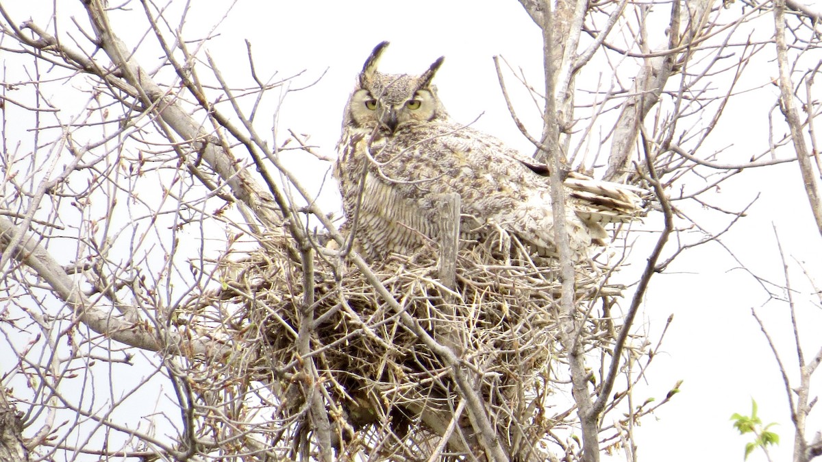 Great Horned Owl - ML619184881