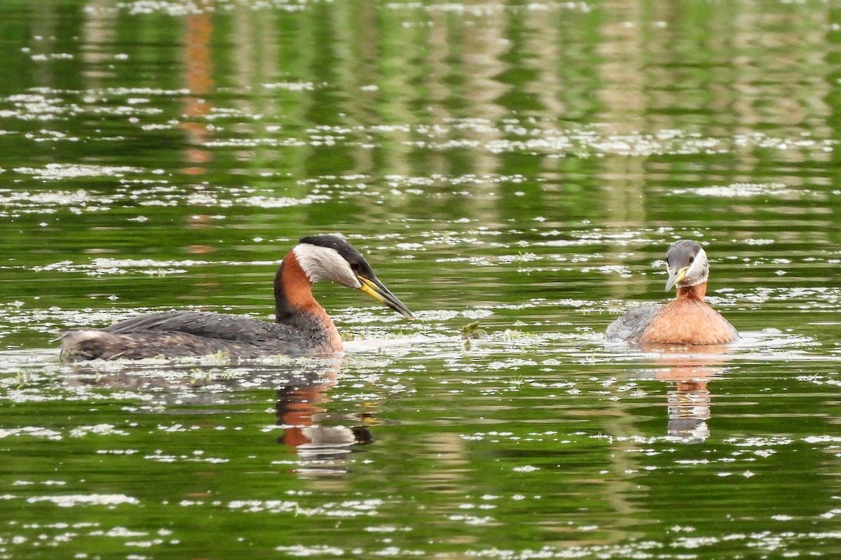 Red-necked Grebe - ML619184931