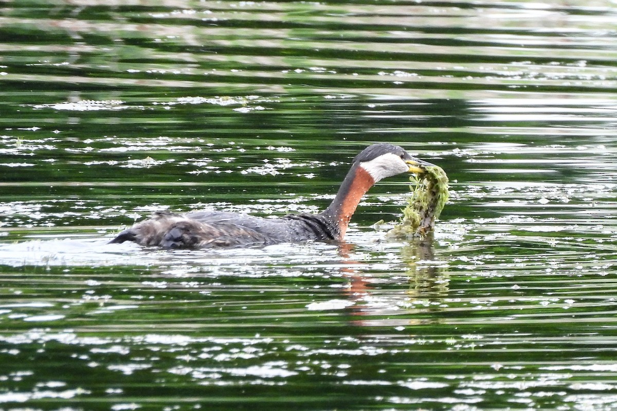 Red-necked Grebe - ML619184933