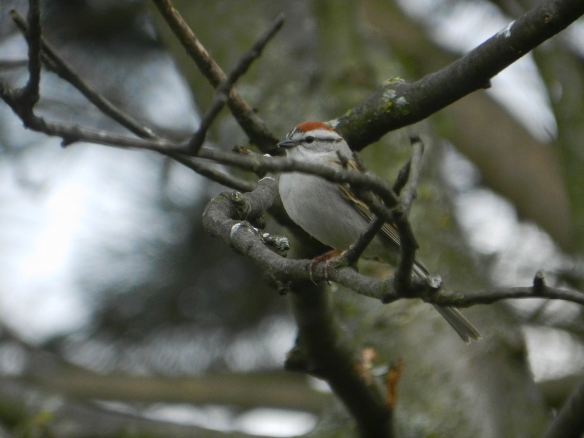Chipping Sparrow - ML619184955