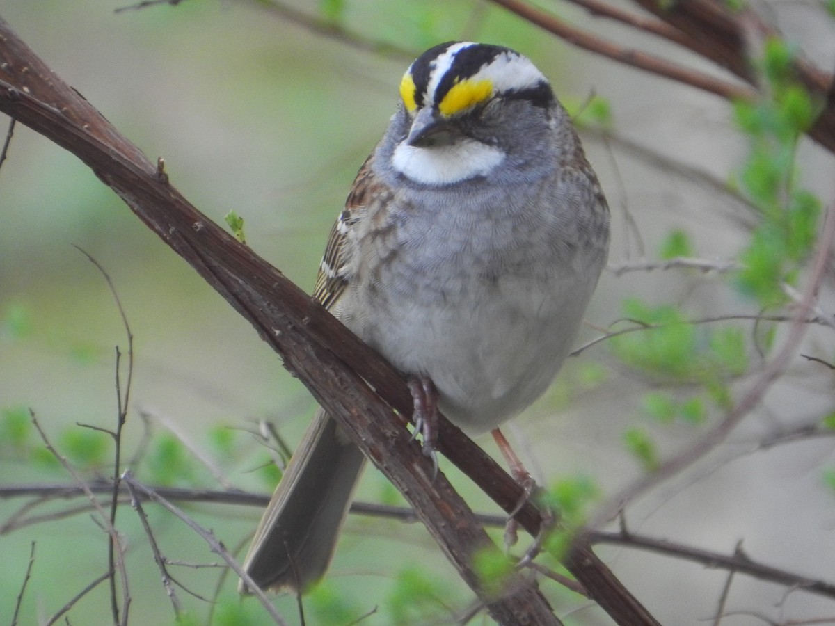 White-throated Sparrow - ML619184991
