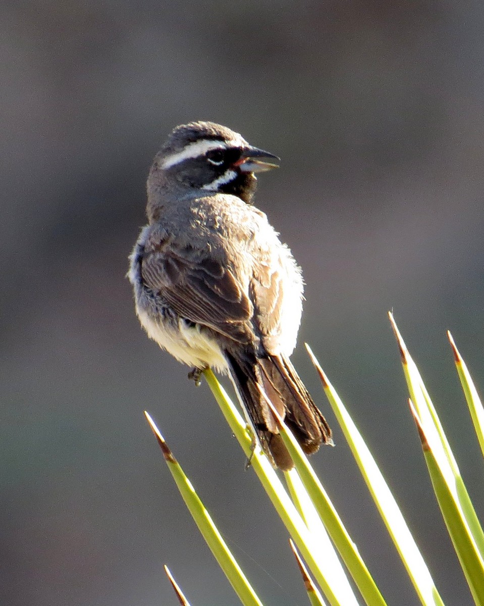 Black-throated Sparrow - ML619185001