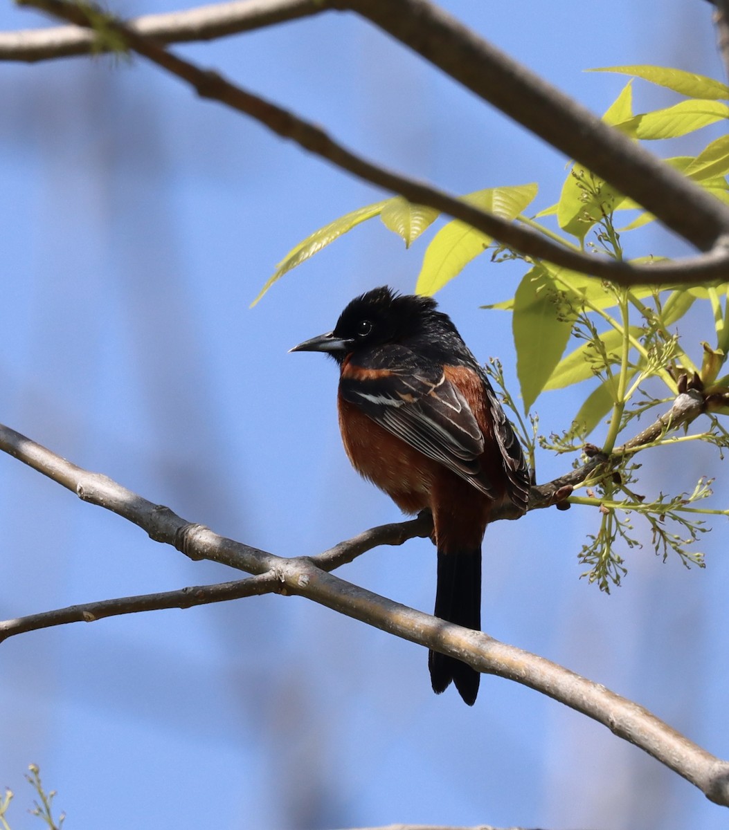Orchard Oriole - ML619185013