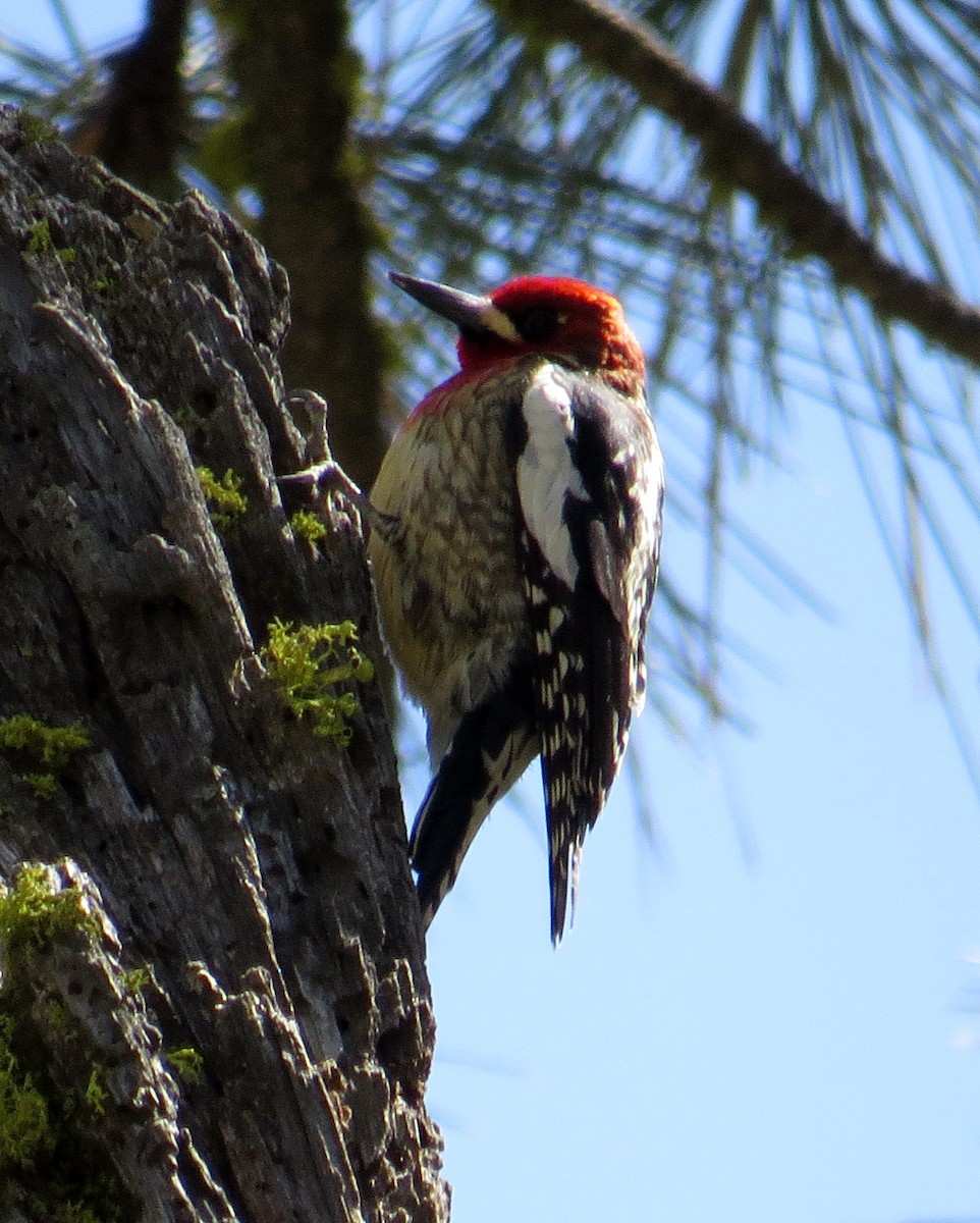 Red-breasted Sapsucker - ML619185032
