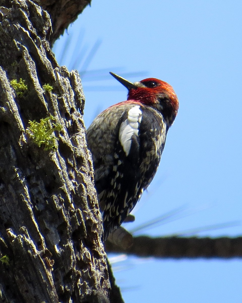Red-breasted Sapsucker - ML619185036