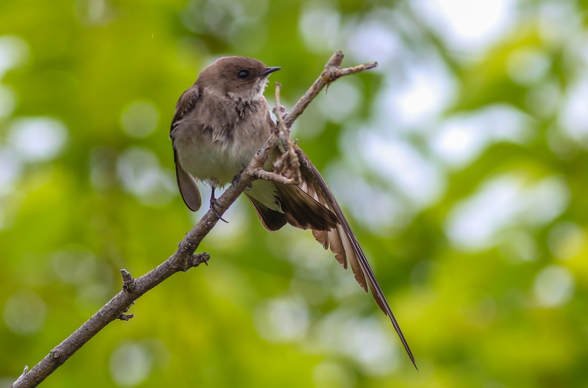 Northern Rough-winged Swallow - ML619185058