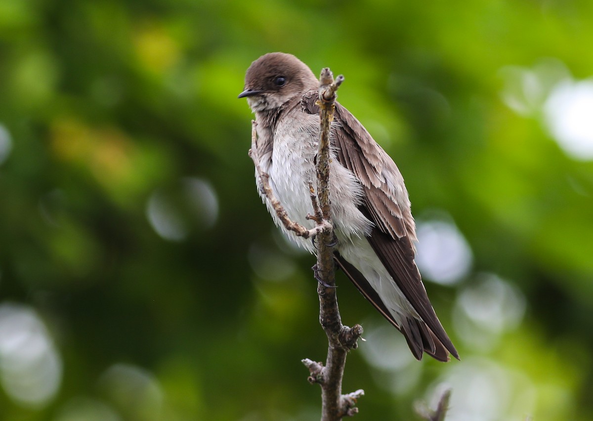 Northern Rough-winged Swallow - ML619185059