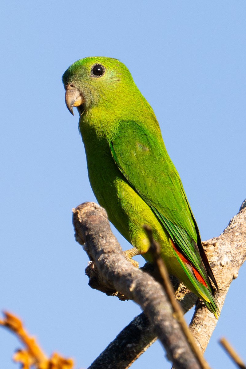 Blue-crowned Hanging-Parrot - ML619185083