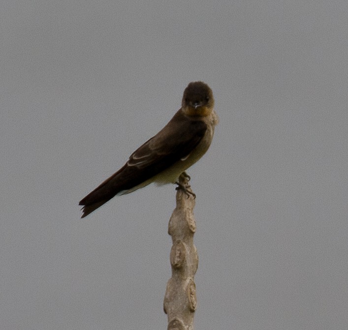 Southern Rough-winged Swallow - ML619185112