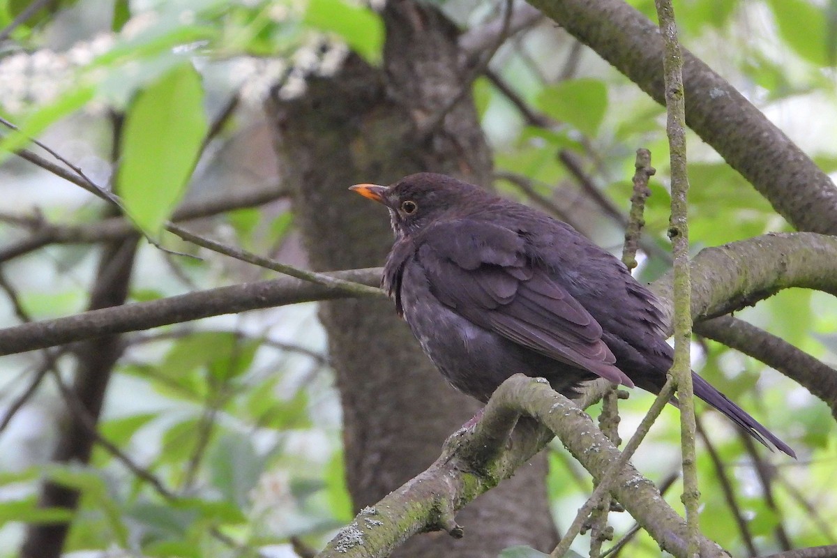 Eurasian Blackbird - ML619185113