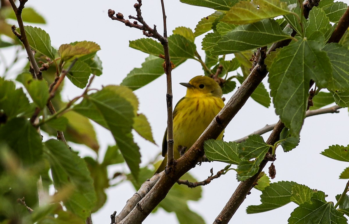 Yellow Warbler - ML619185128
