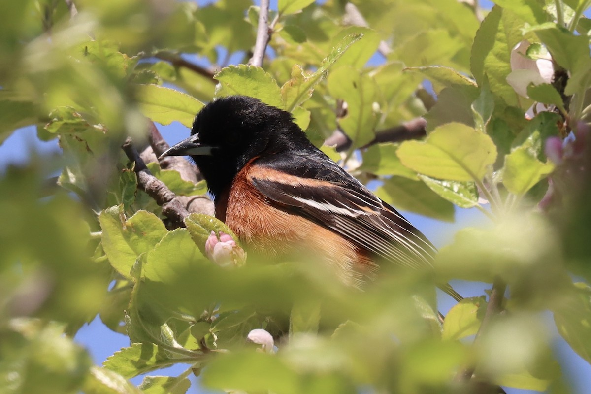 Orchard Oriole - ML619185129