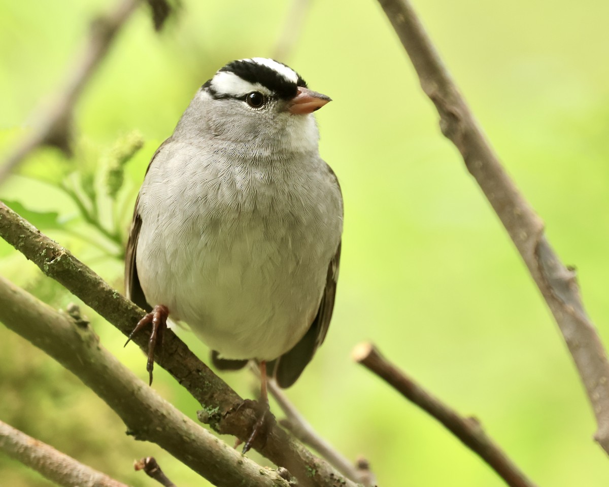 White-crowned Sparrow - ML619185158