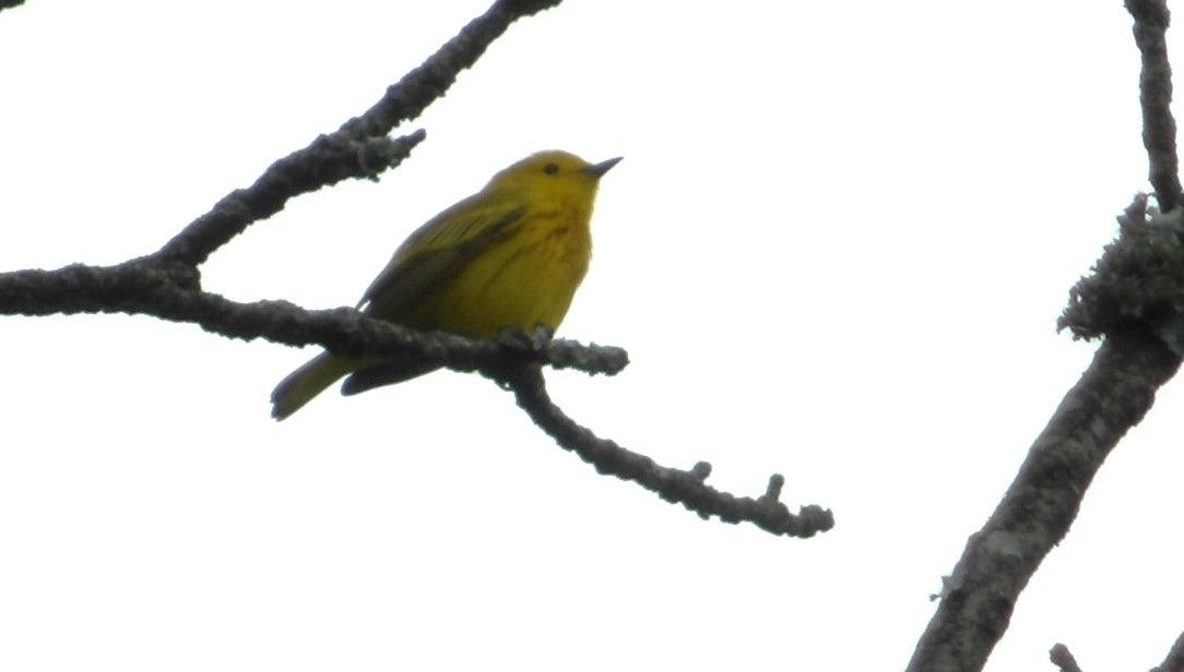 Yellow Warbler - ML619185161
