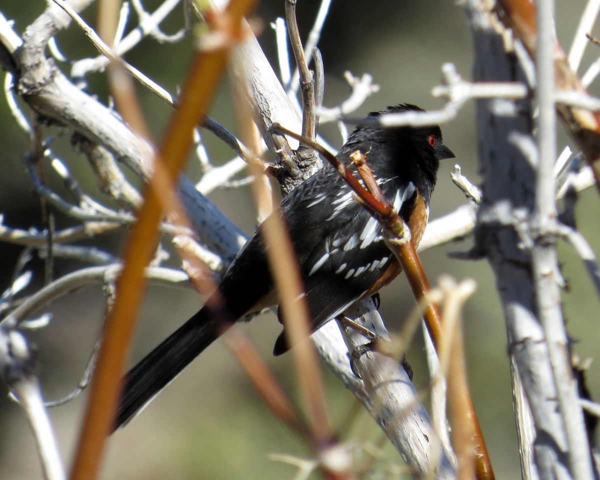 Spotted Towhee - ML619185178