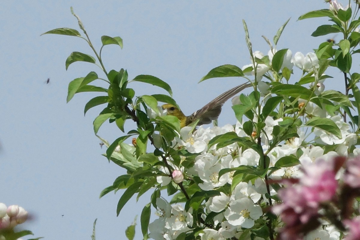 Orchard Oriole - ML619185181