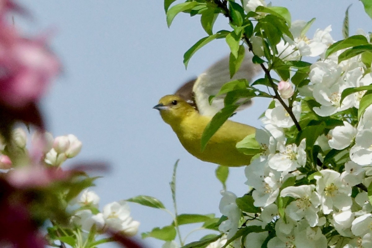 Orchard Oriole - ML619185183