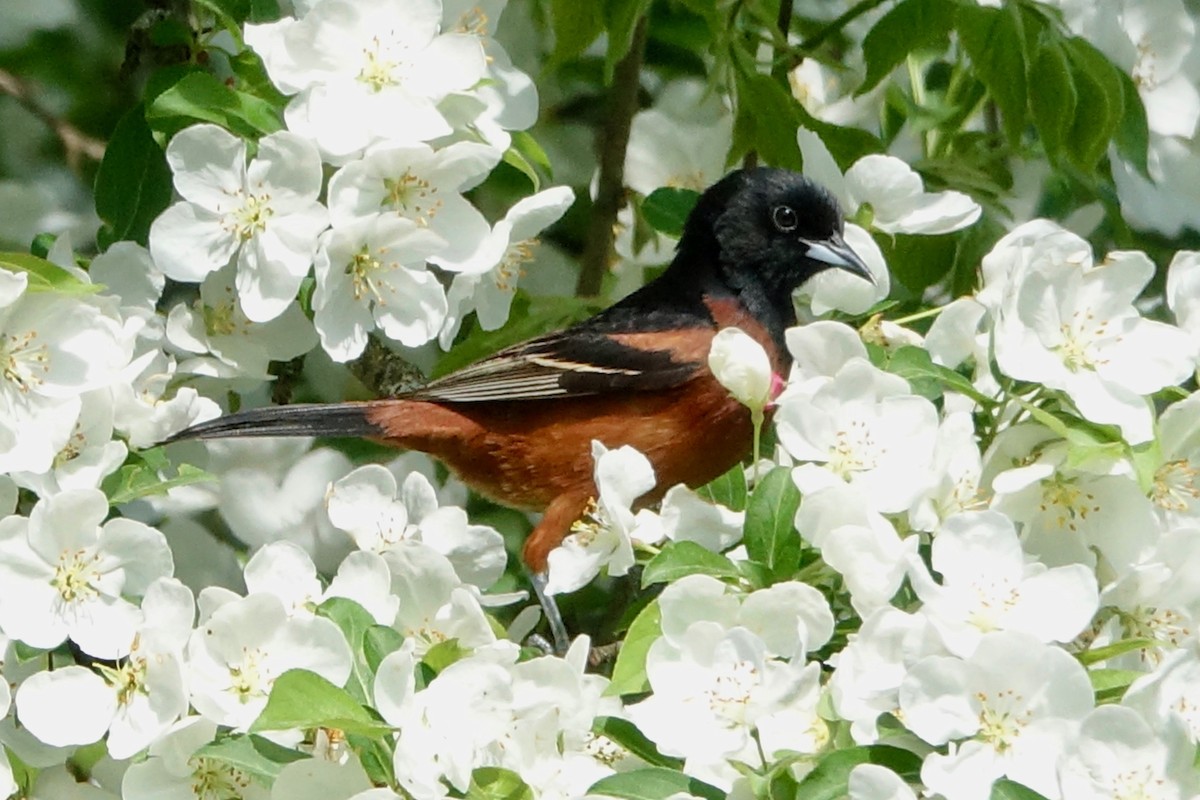 Orchard Oriole - ML619185188
