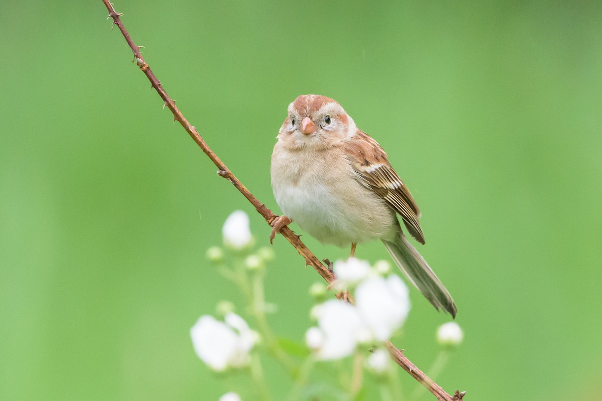 Field Sparrow - ML619185267