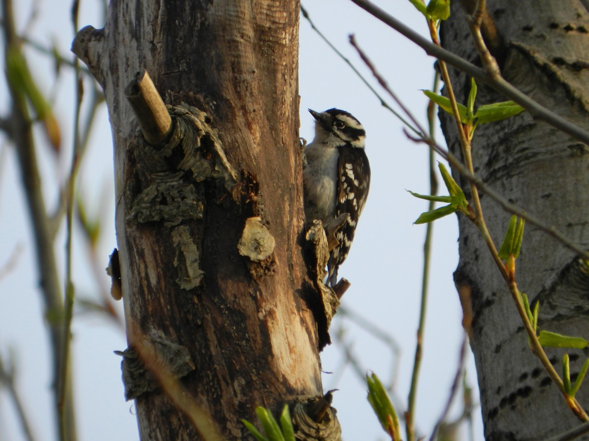Downy Woodpecker - ML619185326