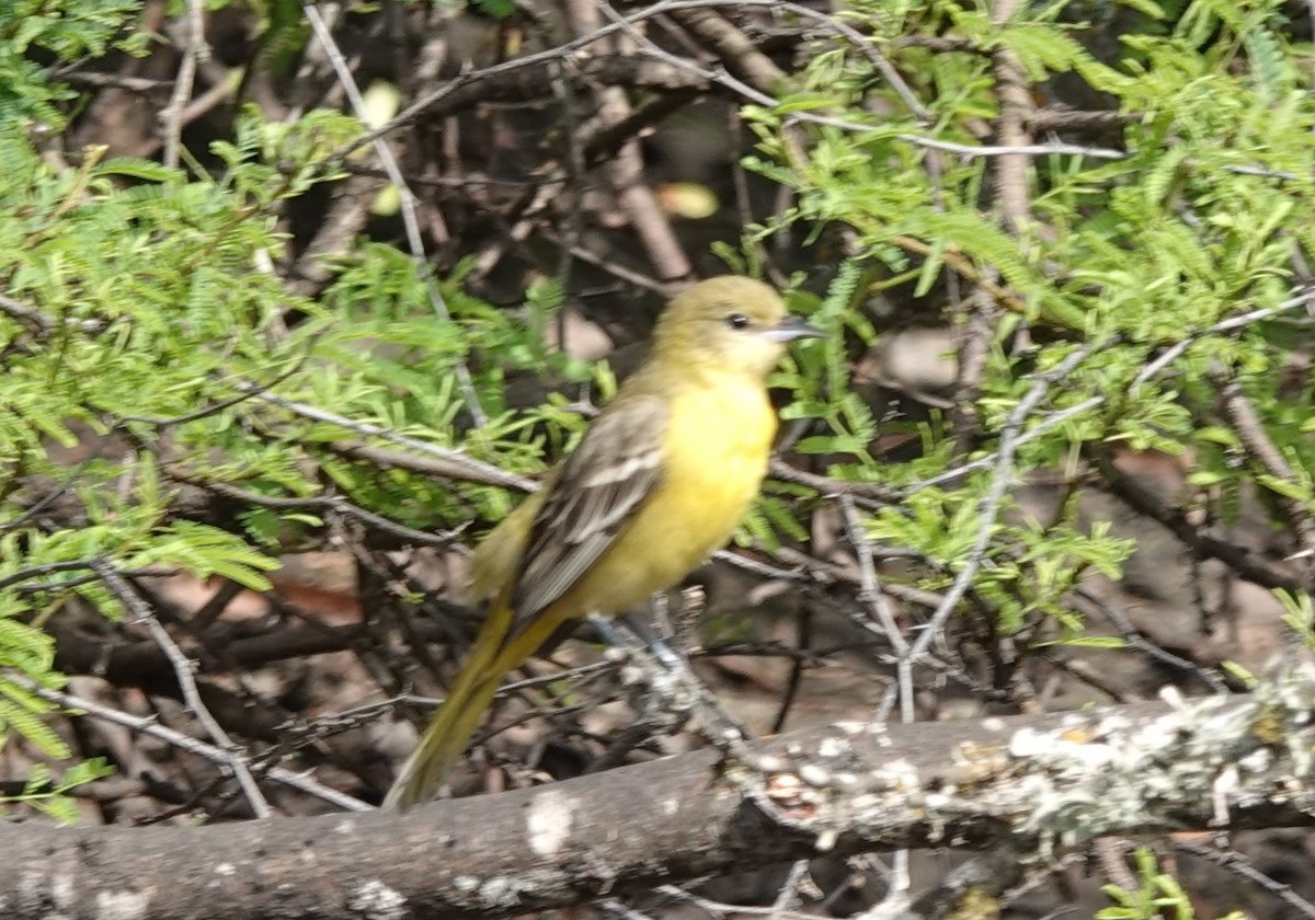 Orchard Oriole - ML619185330