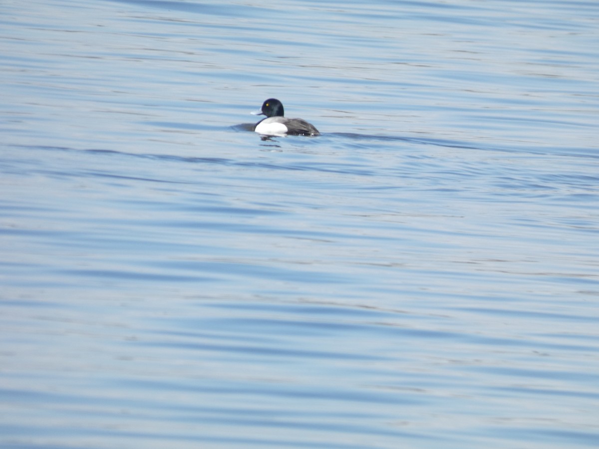 Greater Scaup - ML619185332
