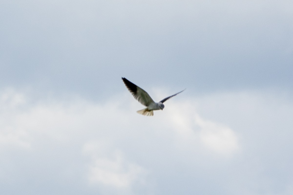 Black-winged Kite - ML619185333