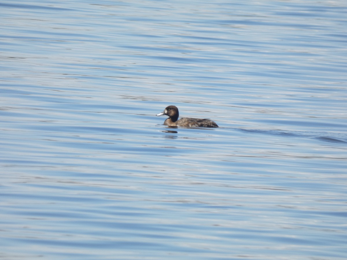 Greater Scaup - ML619185334