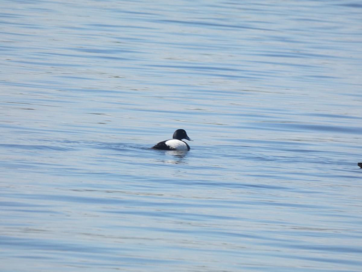Greater Scaup - ML619185338