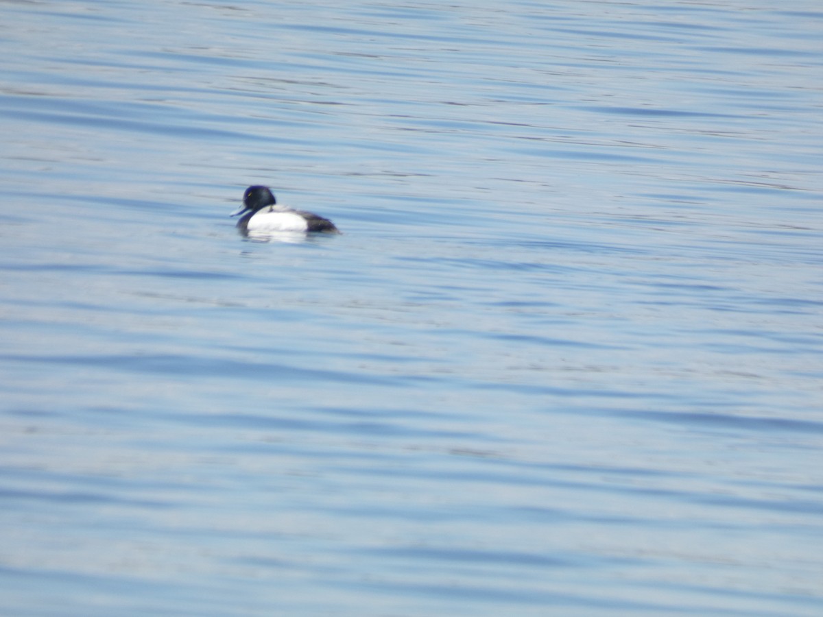 Greater Scaup - ML619185340