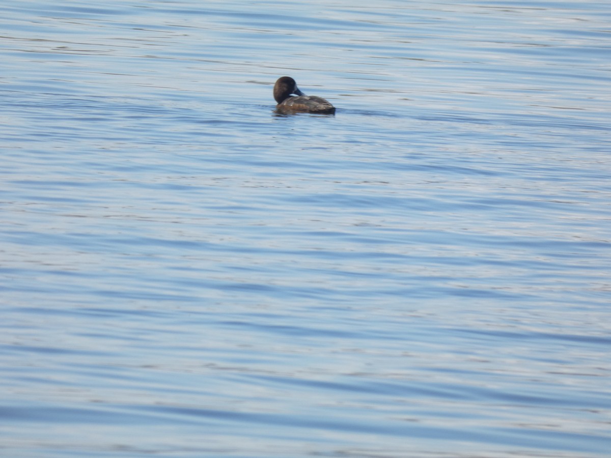 Greater Scaup - ML619185341