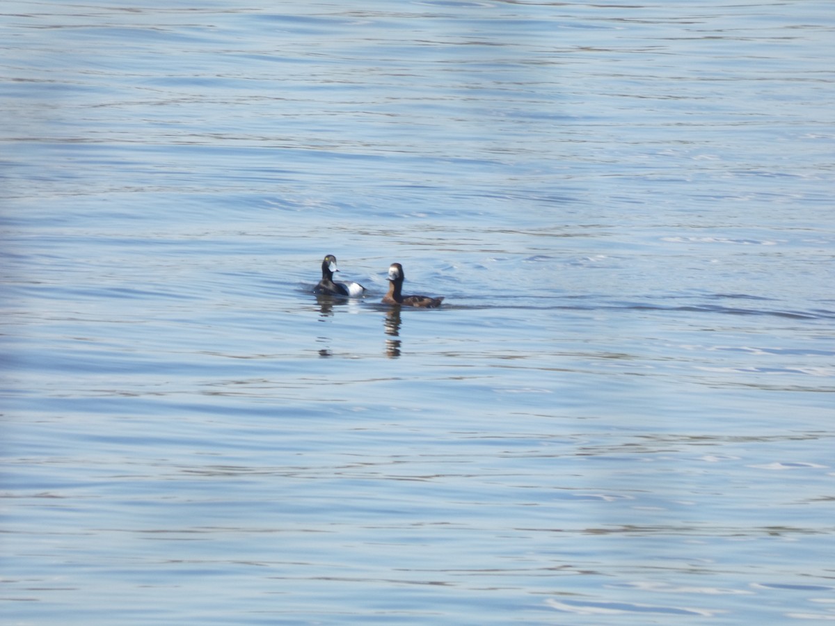 Greater Scaup - ML619185342
