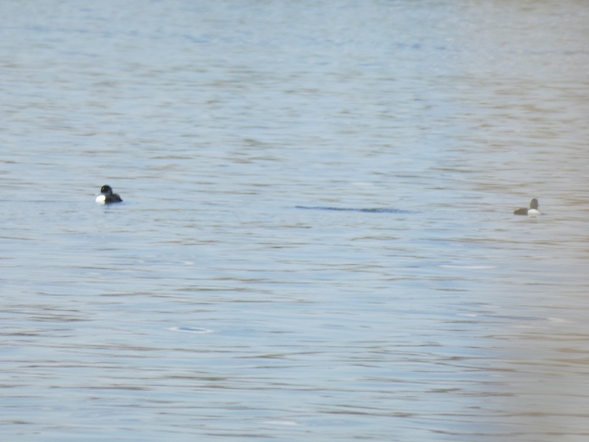 Greater Scaup - ML619185343