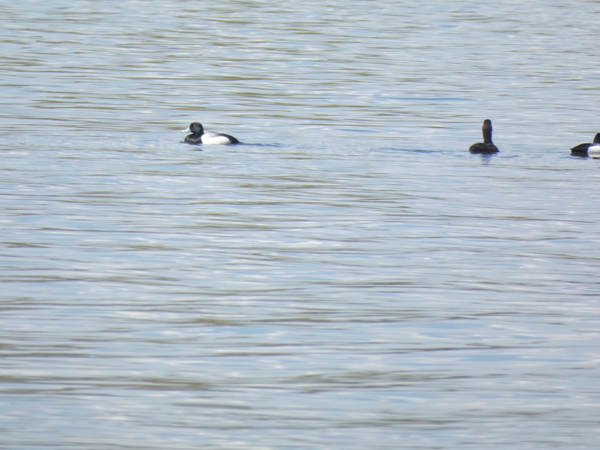 Greater Scaup - ML619185344
