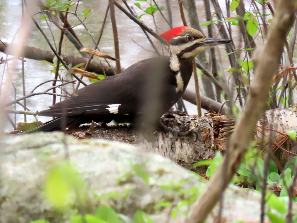 Pileated Woodpecker - ML619185351