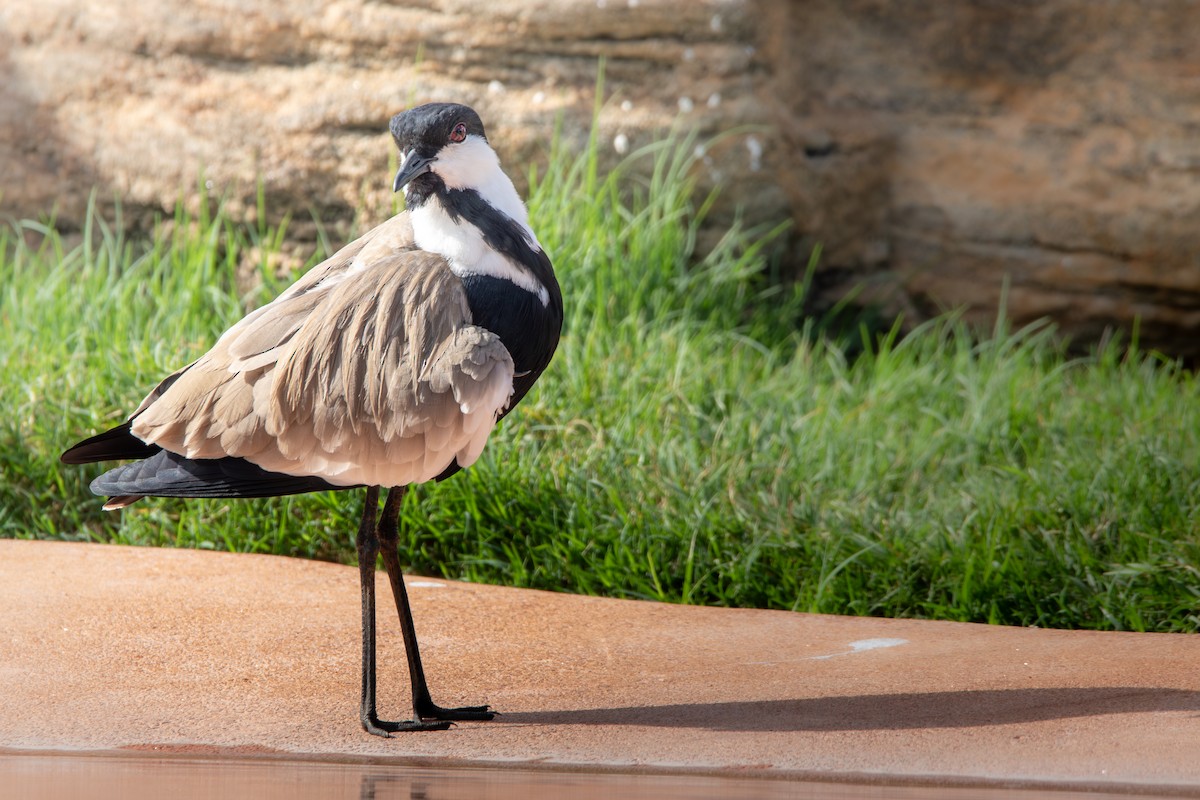 Spur-winged Lapwing - ML619185354