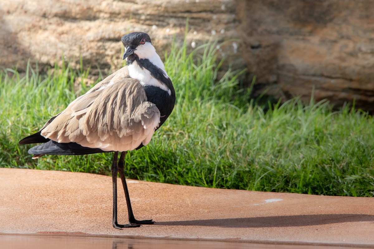 Spur-winged Lapwing - ML619185355