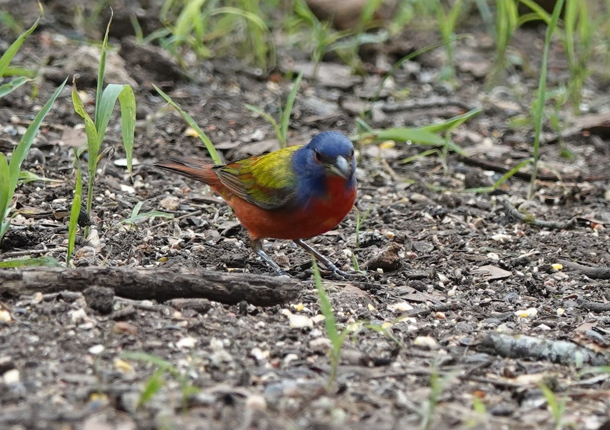 Painted Bunting - ML619185366