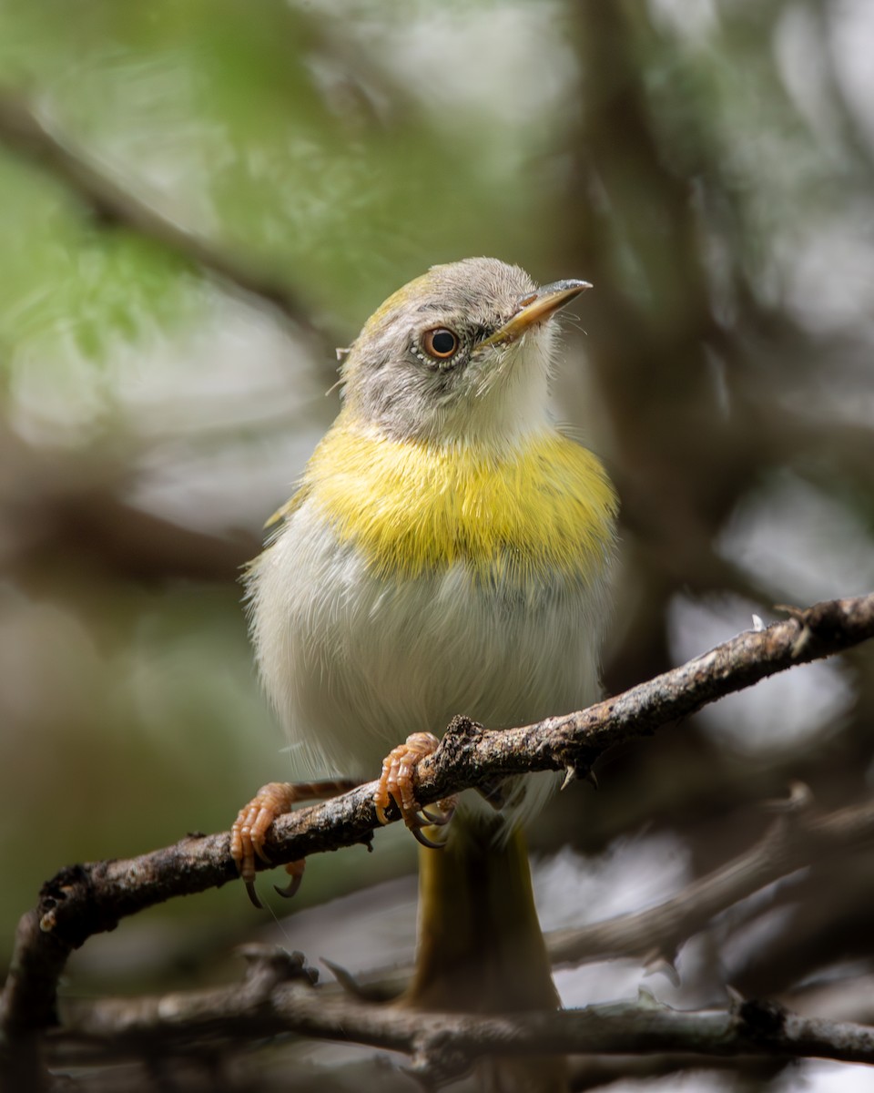 Yellow-breasted Apalis (Brown-tailed) - ML619185473