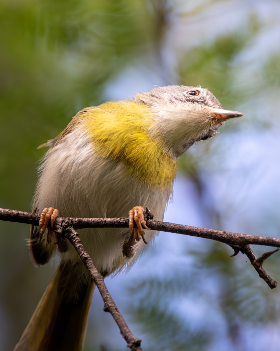 Yellow-breasted Apalis (Brown-tailed) - ML619185474