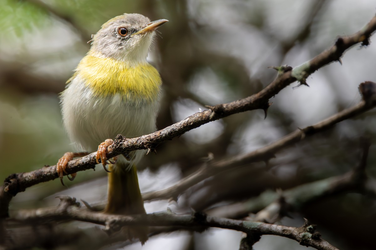 Yellow-breasted Apalis (Brown-tailed) - ML619185477