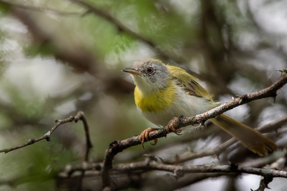 Yellow-breasted Apalis (Brown-tailed) - ML619185478
